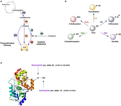 The Role of Protein Persulfidation in Brain Aging and Neurodegeneration